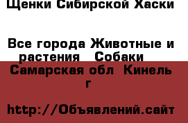 Щенки Сибирской Хаски - Все города Животные и растения » Собаки   . Самарская обл.,Кинель г.